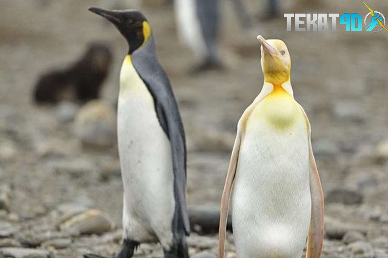 Penguin Kuning yang Langka Berhasil Diabadikan, Ini Penyebab Bulunya Berbedav