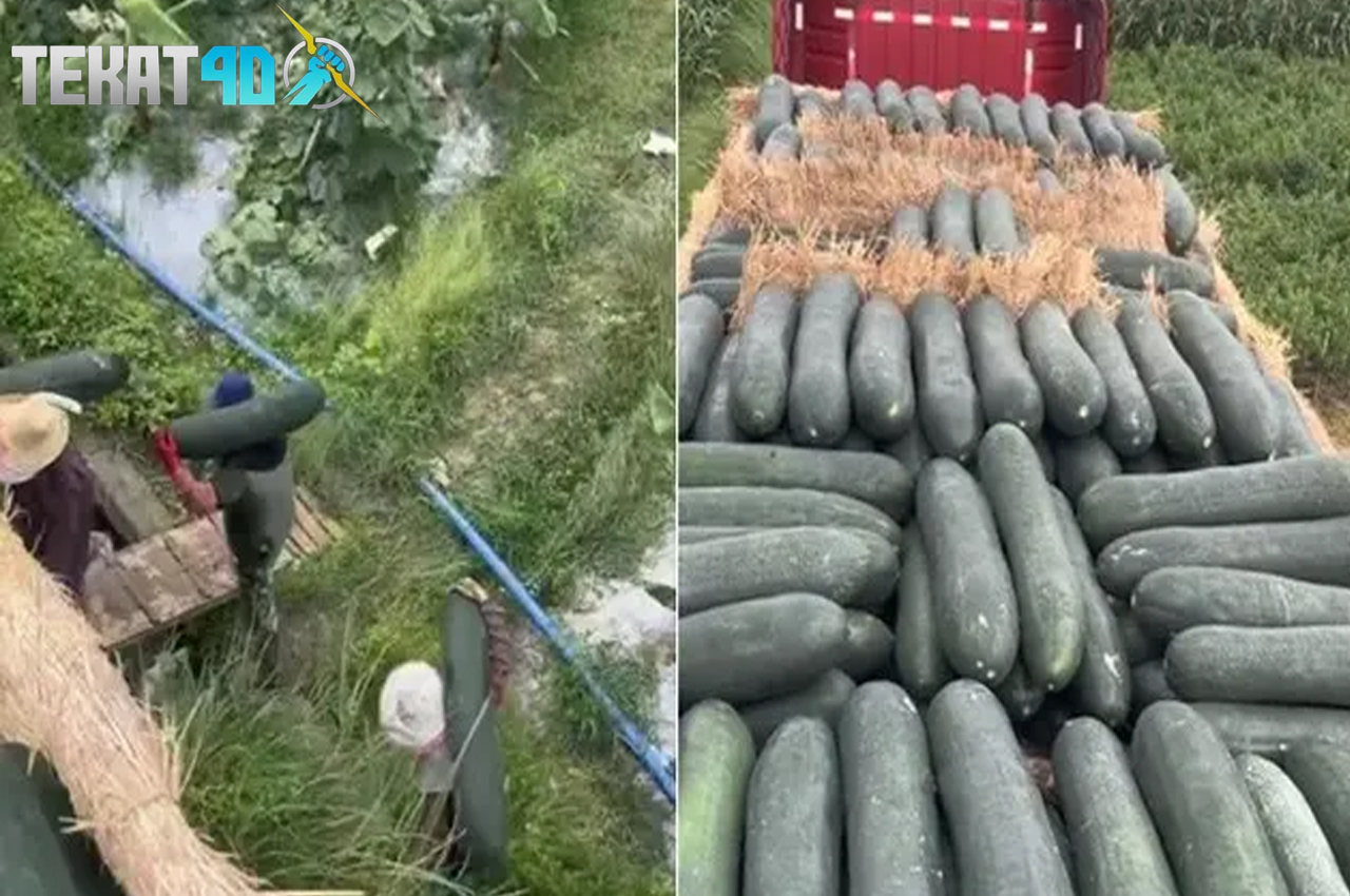 Viral Momen Petani Panen Timun Raksasa, Penampakannya Bak Cerita Dongeng