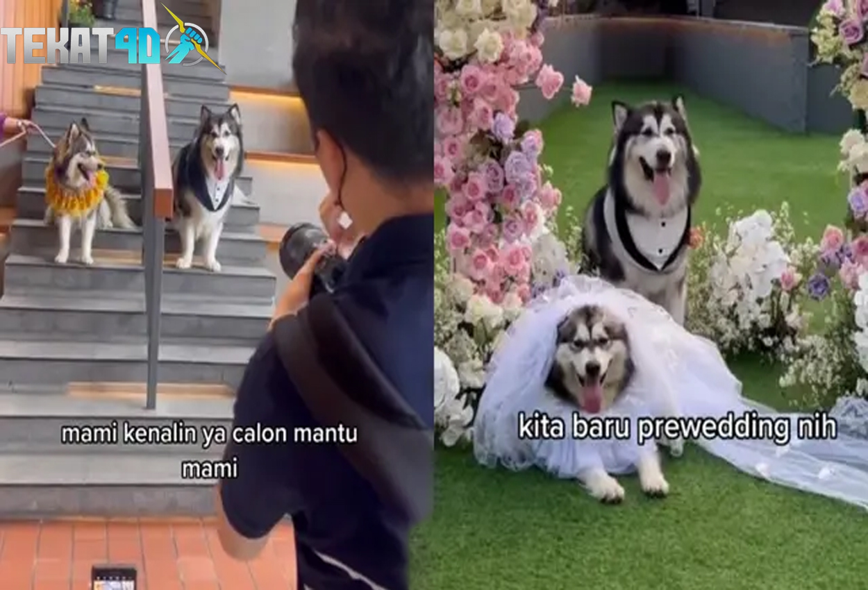 Viral Pertunangan Anjing Bikin Iri Warganet, Isi Seserahan Pakai Kalung Emas dan Logam Mulia