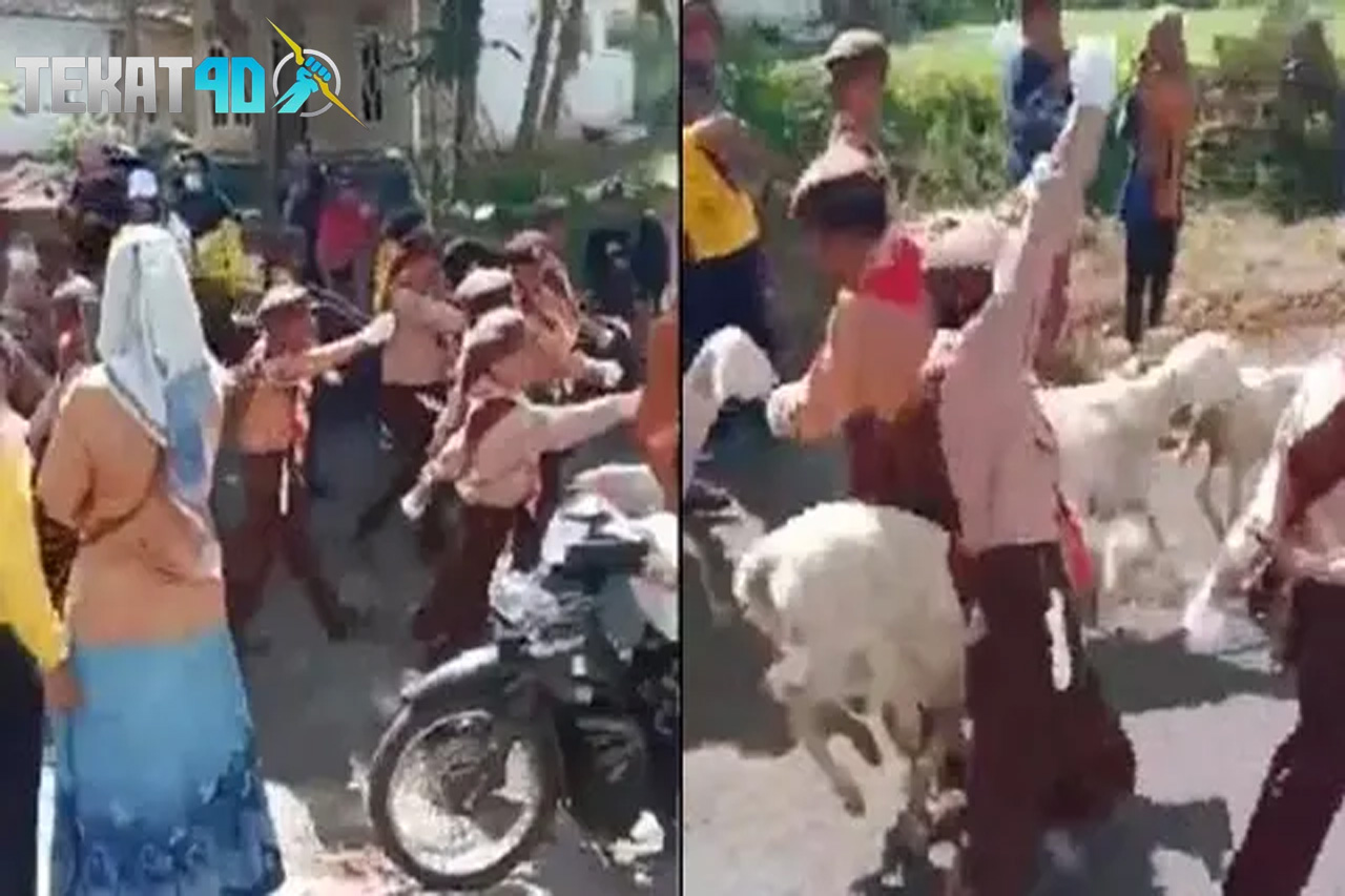 Viral Momen Gerak Jalan Anak SD Dibubarkan Oleh Rombongan Kambing, Kocak