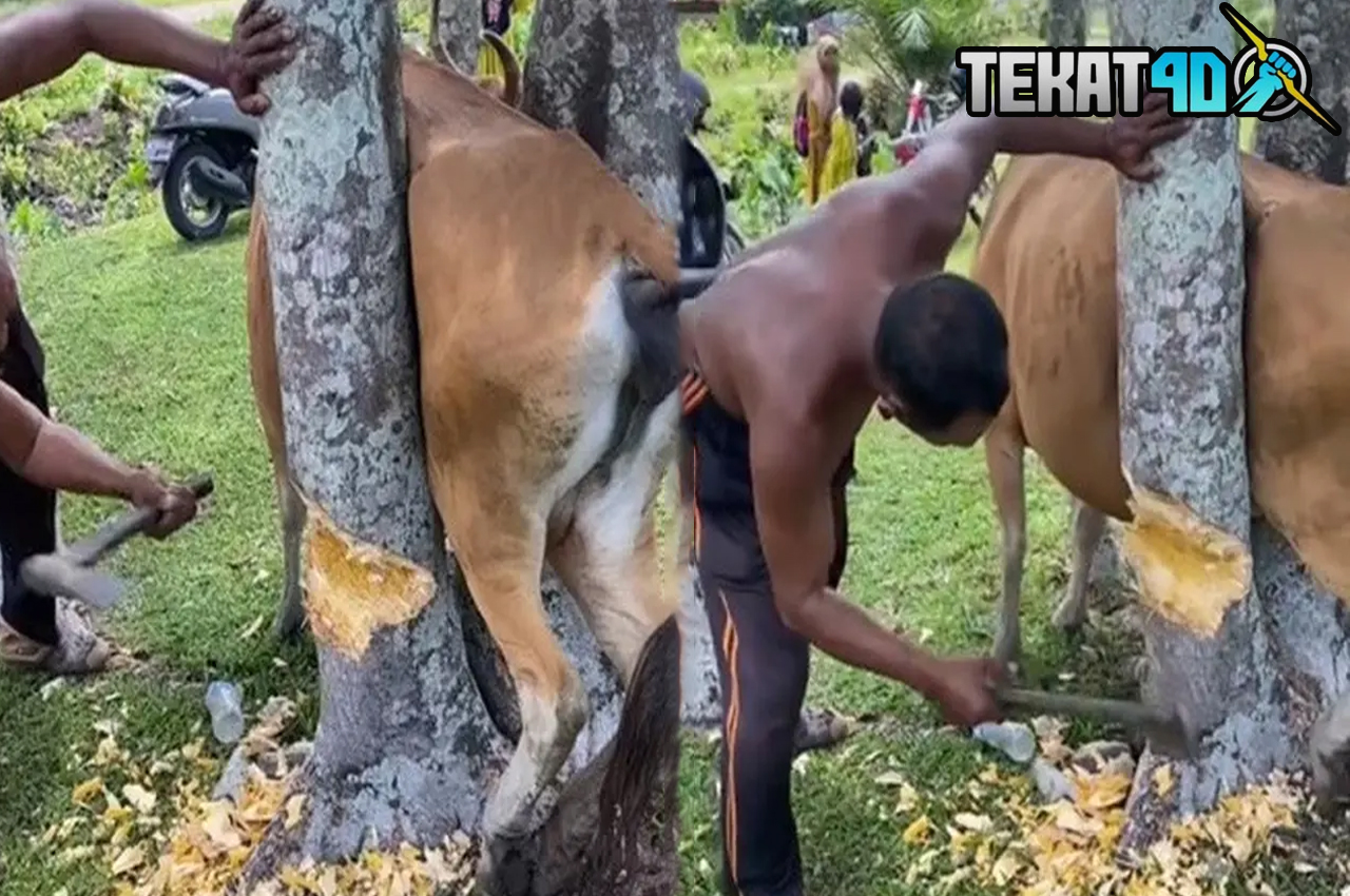 Viral Sapi Nyangkut di Celah Sempit Dua Pohon Besar, Ulahnya Bikin Repot Warga