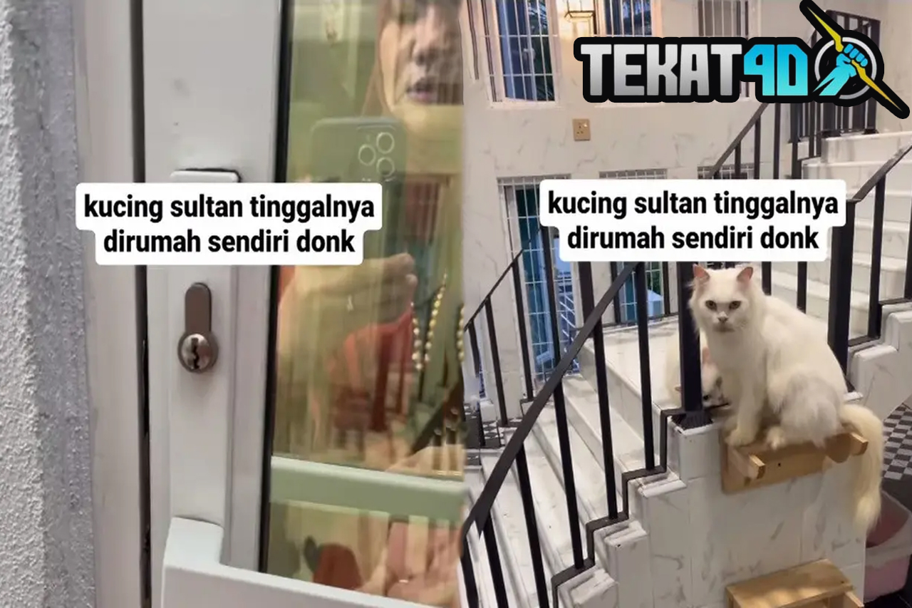 Viral Rumah Kucing Dua Lantai Ber-AC, Lebih Mewah dari Rumah Netizen