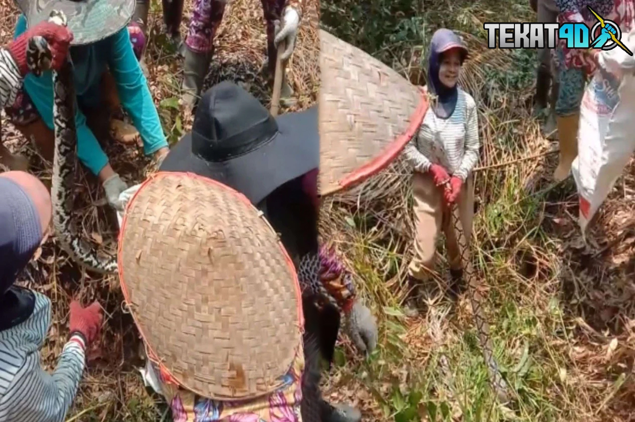 Viral Emak-Emak Kompak Tangkap Ular Piton di Perkebunan, Sukses Bikin Warganet Terheran-heran