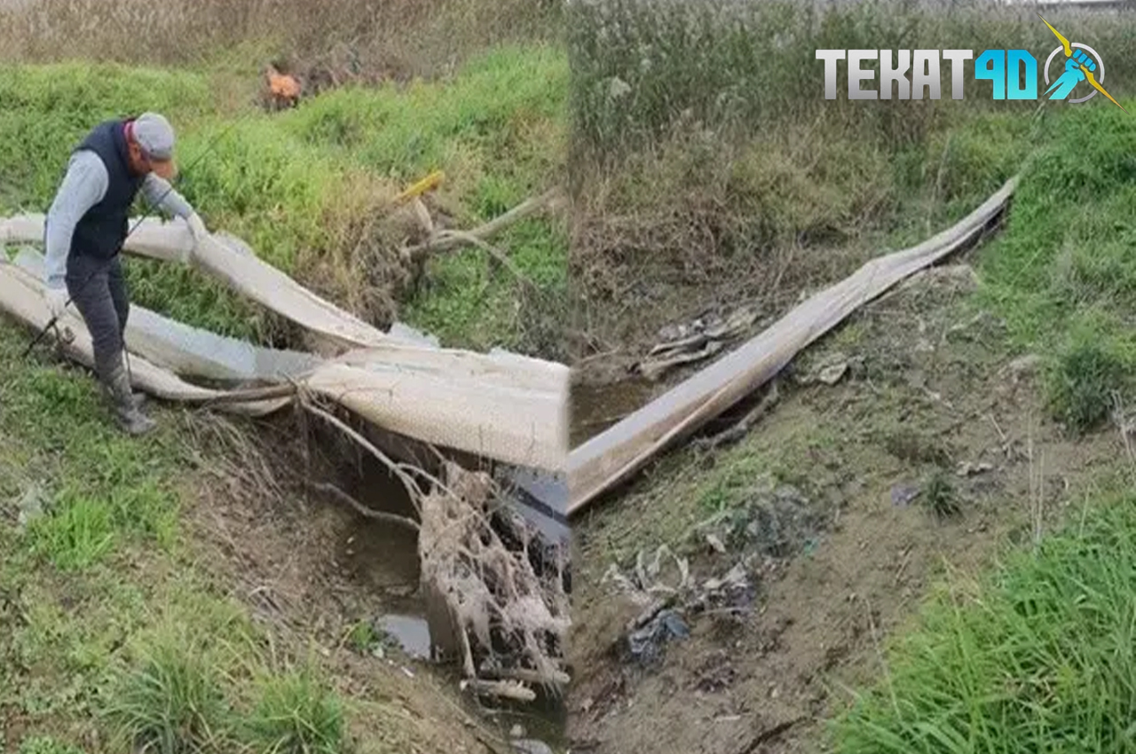 Viral Mirip Sisik Ular Raksasa Ditemukan Pemancing, Bikin Ternganga