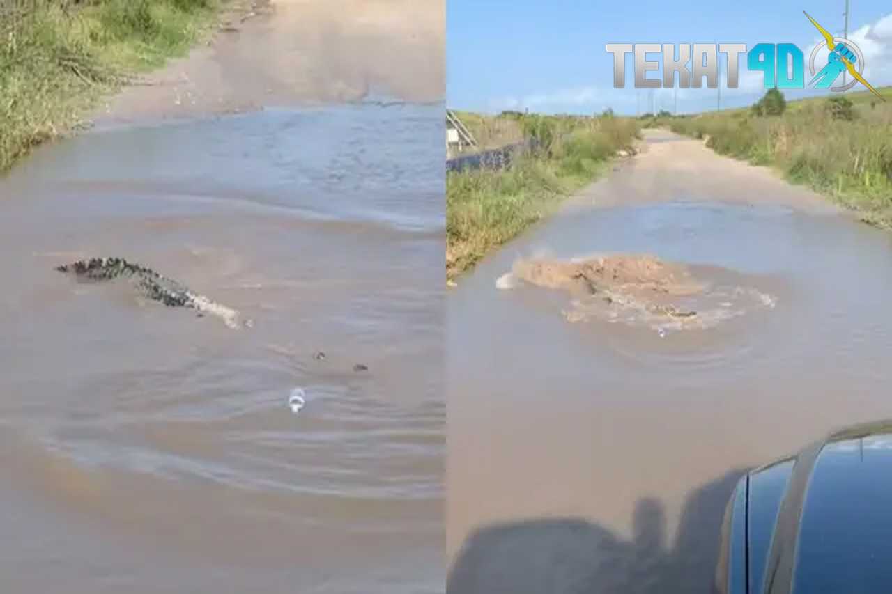 Viral Kubangan Jalan Dipakai Berendam Buaya Bikin Kaget, Auto Putar Balik